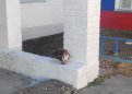 Фото: t.me/vet_ao