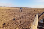 На особо охраняемых территориях Приамурья в этом году высадили маньчжурский орех, маакию и липу