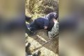 Фото: Скриншот видео t.me/mvd_28_amur