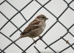 В Благовещенском округе иностранцы сетью ловили воробьев для еды
