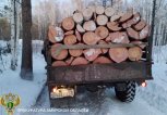 «Черный лесоруб» из Зейского округа заплатит 900 тысяч рублей за спиленные березы и лиственницы