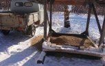 В амурских заказниках для лесных жителей заработали зимние столовые