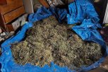 У жителя Нижней Полтавки изъяли 125 килограммов марихуаны