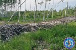 В Серышевском округе разыскивают виновных в нелегальной вырубке 133 деревьев
