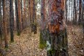 Фото: Алексей Сухушин