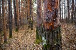 В Амурской области за сезон восстановили леса почти на 20 тысячах гектаров