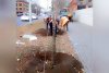 На улице Калинина в Благовещенске высадили 14 молодых ясеней