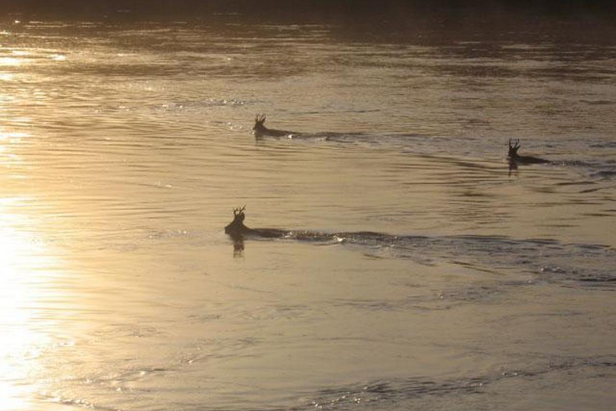 Фото: t.me/ohotaamur28