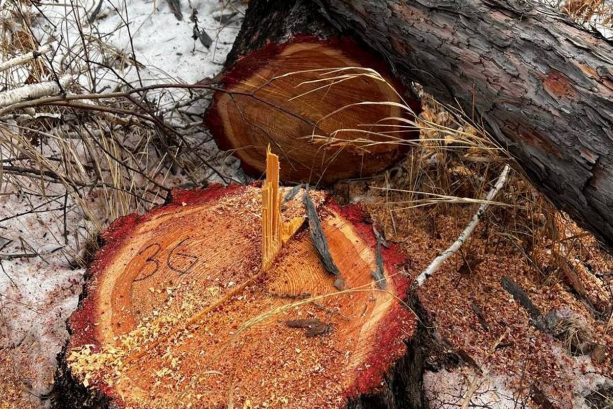 Фото: Прокуратура Амурской области