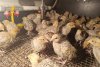 От увлечения к производству: как амурчанка создала в своем дворе перепелиную ферму
