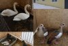 Лебеди Петр и Феврония из Ивановки зимуют вместе с утками и нильскими гусями