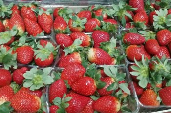 В Амурскую область не пустили 20 тонн заражённой китайской клубники