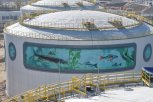 Нарисованные на резервуарах Амурского ГХК рыбы оживут в дополненной реальности