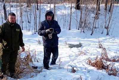 Найденная благовещенцами на замерзающей Бурхановке пара уток распалась из-за травмы селезня