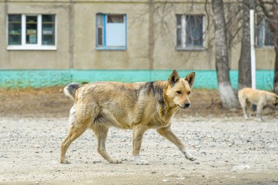 Власти Благовещенска компенсируют 13-летнему ребенку моральный вред от укуса бродячей собаки
