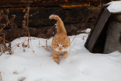 Переменная облачность и 30-градусный мороз: прогноз погоды в Амурской области