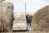 Пересобачились: одни жители села ищут маньяка, другие думают, как спасти детей от собак