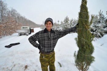 Операция «Елка»: как правильно выбрать, срубить и связать новогоднее дерево