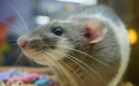 10 вопросов о символе 2020-го года: крысы могут разрабатывать планы и думать коллективно