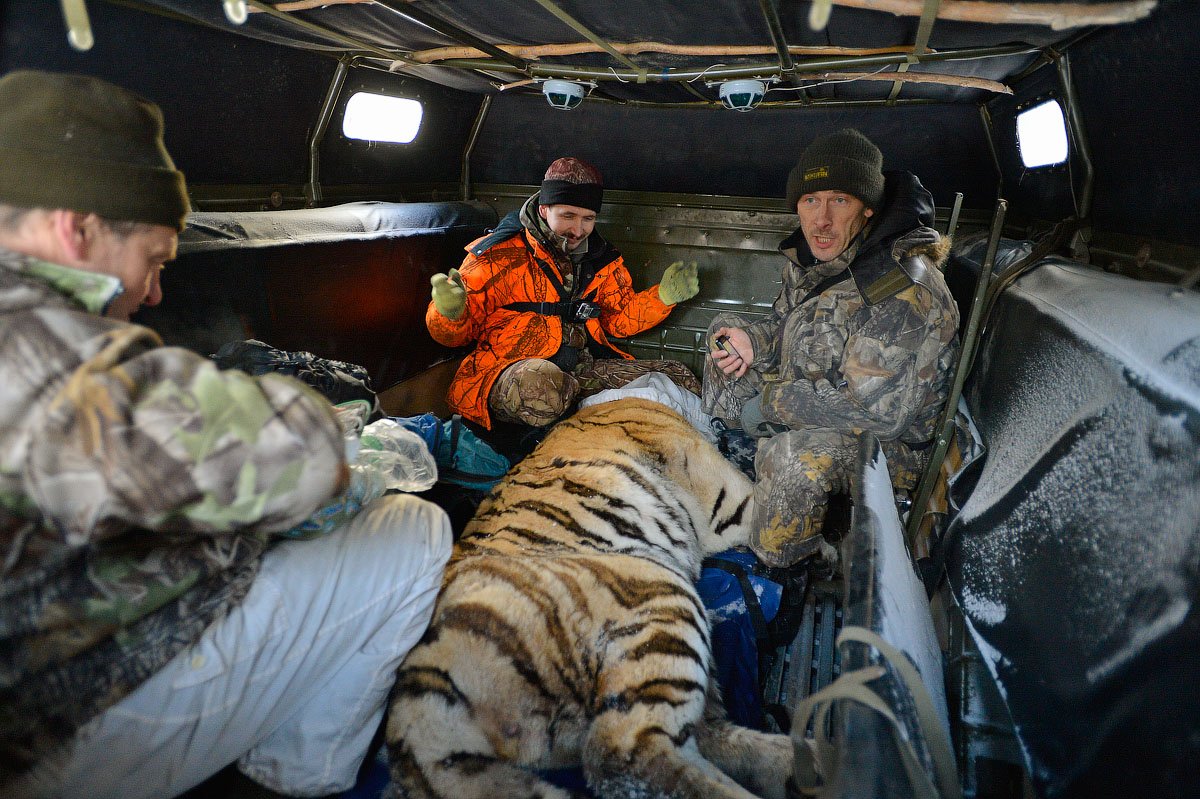 Раненый тигр. Охрана амурских тигров. Охрана тигра. Спасение Амурского тигра.