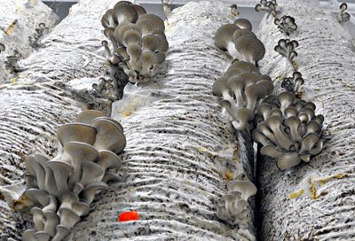 В «Тепличном» растет рекордный урожай грибов / Вдвое выросла урожайность грибов в сельскохозяйственном производственном кооперативе «Тепличный» по сравнению с прошлым годом. За счет этого предприятие накануне снизило цену на вешенки почти на 20 процентов.