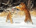 Фото: nnm.ru