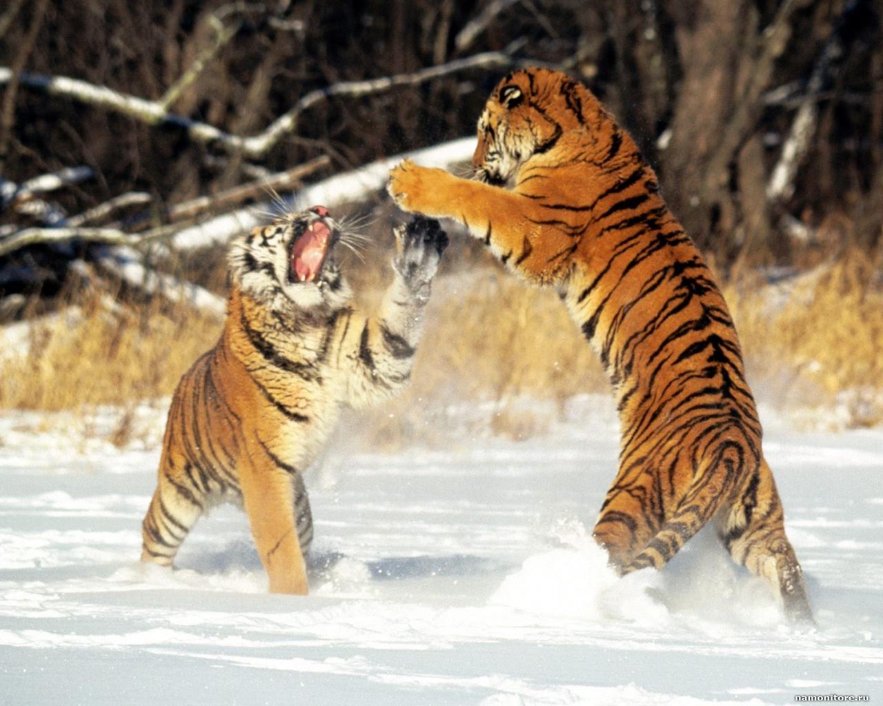 Фото: nnm.ru
