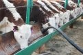 Фото: пресс-служба администрации Белогорского района
