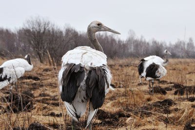Фото: Архив АП