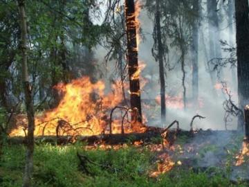 За сутки в Приамурье зарегистрировано 30 природных пожаров / За прошедшие сутки на территории Амурской области было зарегистрировано 30 природных пожаров, из них 22 ликвидированы.
