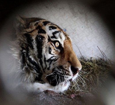 Амурскому тигру сделали вторую томограмму / Сегодня амурскому тигру, найденному в конце января в архаринской тайге, сделали повторную томограмму. Медицинское обследование прошло в противотуберкулезном диспансере Приморского края. Специалисты уверены: животное может выжить.