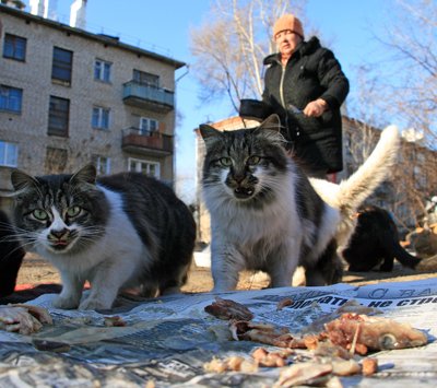 На отлов бездомных животных Благовещенск потратит четыре миллиона / Областной центр Приамурья выделил 4,1 миллиона рублей на регулирование численности безнадзорных животных в 2014 году.