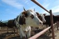 Коровы приплывут в Амурскую область из Америки