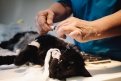Врачи областной больницы прооперировали коту Самураю волчью пасть