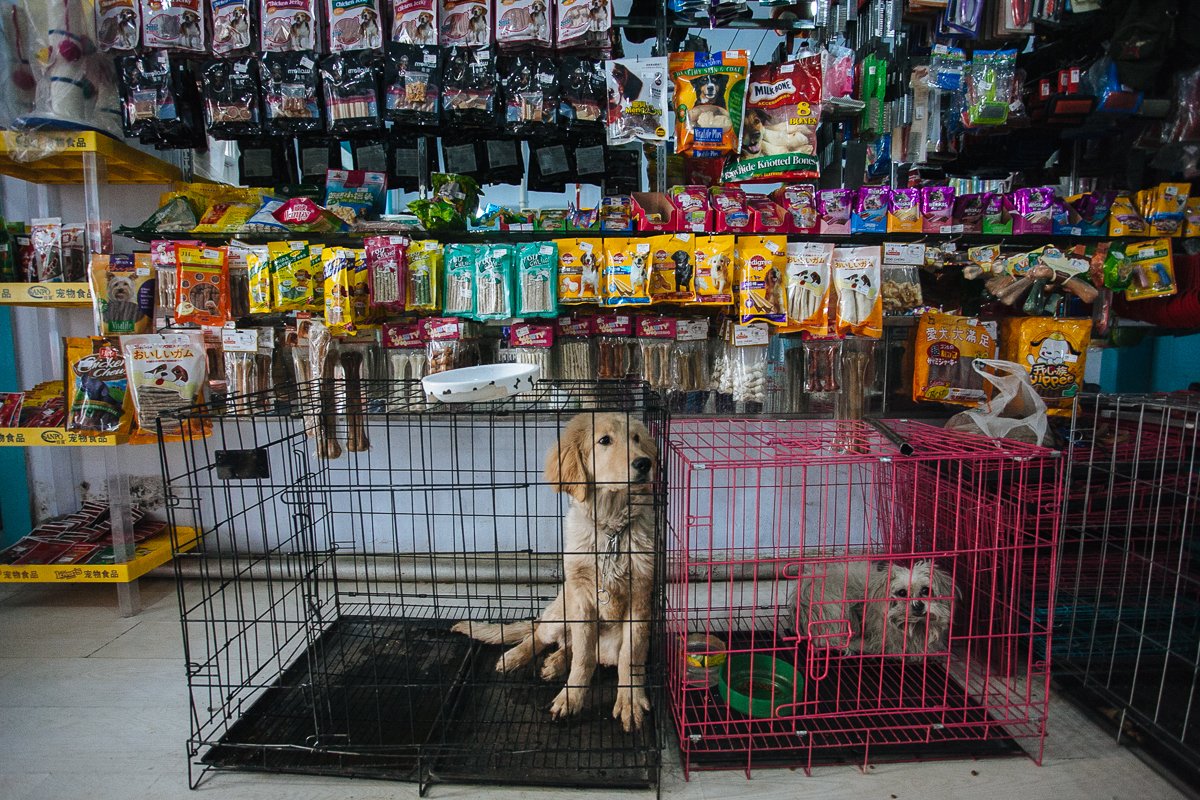 Купи продай собаки. Зоомагазин животные. Магазин домашних животных. Собака в магазине. Магазин для животных зоомагазин.