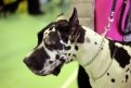 Немецкие доги из Якутии произвели фурор на выставке собак