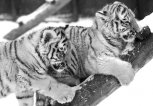 Крышки для домашних заготовок и новорожденные тигрята: о чем писала АП 11 апреля