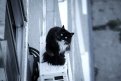 Символ — так кота зовут. Кондиционер — его любимое место для отдыха. Фото Светланы Сотниковой.