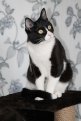 Фидель — самый мимимишный котик на свете! Фото Анастасии Васильевой.