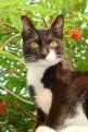 Кот по кличке Баксик живет насыщенной деревенской жизнью в городе Шимановске.