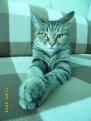 Нам предстоит серьезное мяуканье! Кошка Дина. Фото Натальи Барас, Благовещенск.