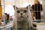 На благовещенской выставке кошек с Дальнего Востока оценивал польский эксперт