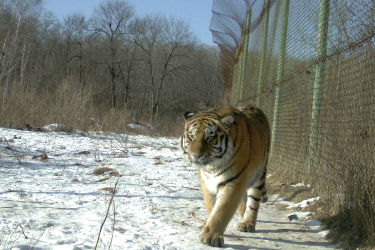 В конце ноября 2013 г. трех молодых тигрят, найденных в тайге, поместили  в реабилитационный центр.
