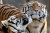 Тигров доставят в Амурскую область сегодня вечером