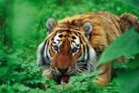 Президентские тигры вышли на охоту