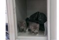 Двух котят заперли в ячейке камеры хранения благовещенского супермаркета