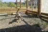 Белогорские зоозащитники построили вольеры для собак