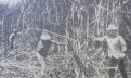 Заготовка сахарного тростника на Кубе. 1969 г.