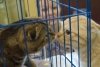 Участники выставки кошек помогут купить автобус для новорайчихинского детдома