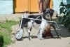 Неравнодушные амурчане смастерили для собаки инвалидную коляску